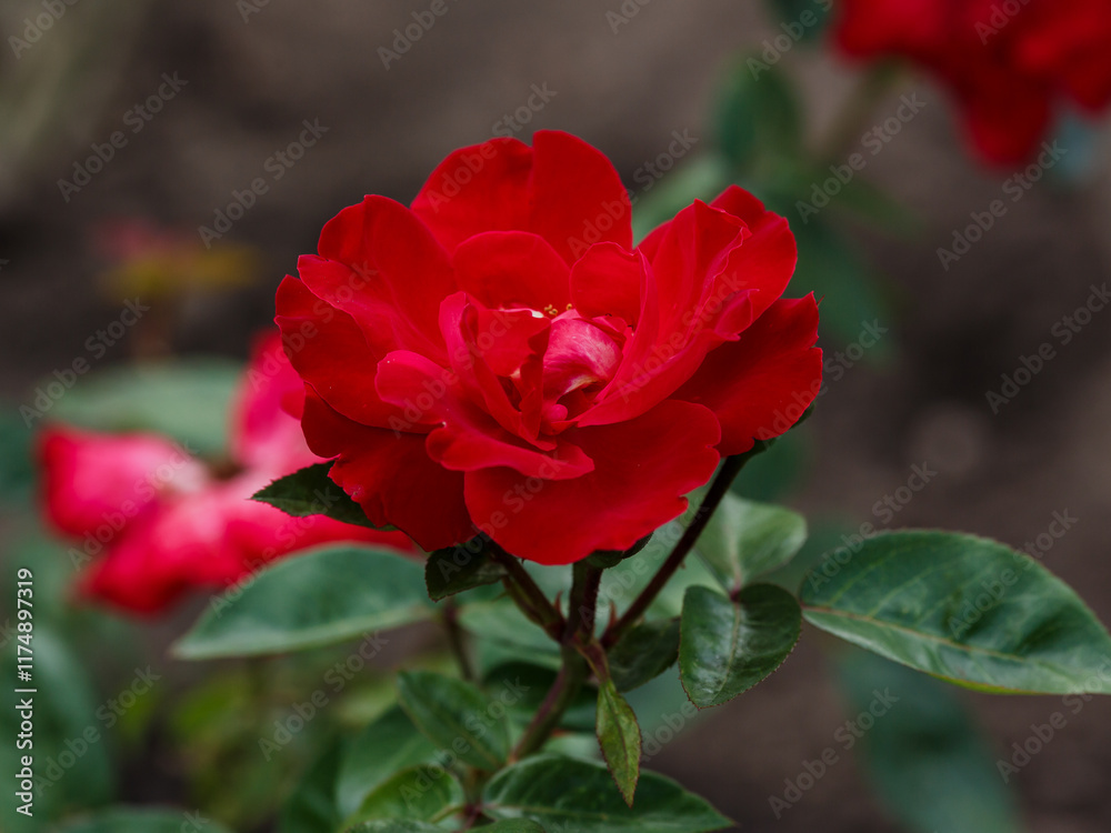 Rosa Kordesii (J.F. Quadra) is blooms in garden Rosa Kordesii (J.F. Quadra) is blooms in garden