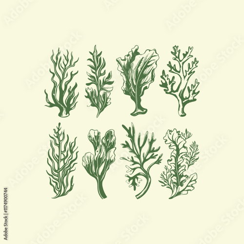 Set of seaweed engraving vector template design