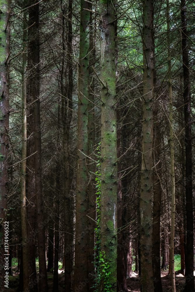 Lush forest with tall trees in a tranquil natural setting. Lush forest with tall trees in a tranquil natural setting.