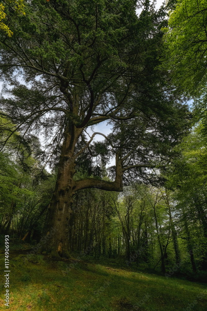 Large cedar tree dominates a verdant forest scene. Sunlight filters through its canopy. The tree's base is covered in moss. Undergrowth is lush and green. Large cedar tree dominates a verdant forest scene. Sunlight filters through its canopy. The tree's base is covered in moss. Undergrowth is lush and green.