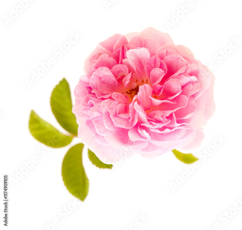 beautiful old style small open gentle pink climbing rose isolated on white