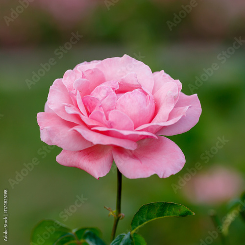 Canvas Print Rosa grandiflora Queen Elizabeth (Queen of England, The Queen Elizabeth Rose) is