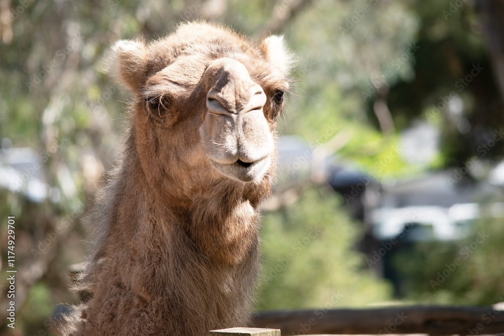 Obraz premium this is a close up of a camel