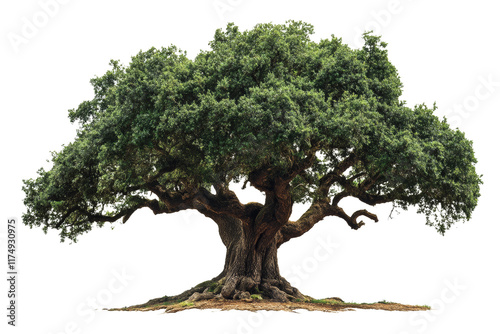 Wallpaper Mural Mature oak tree with thick trunk and dense foliage ,Isolated on transparent background Torontodigital.ca