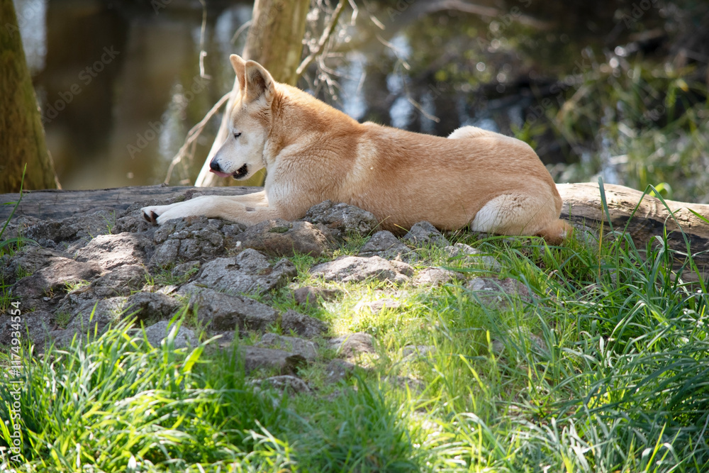 the golden dingo is pawing at a small pray the golden dingo is pawing at a small pray