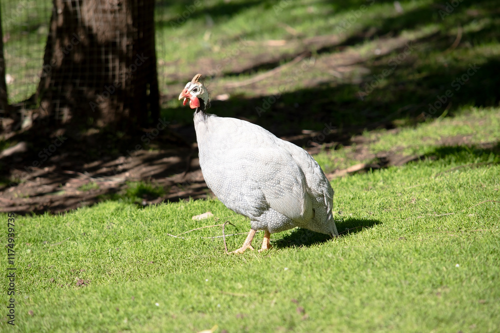 this is a side view of a helmeted guinea fowl walking across a field this is a side view of a helmeted guinea fowl walking across a field