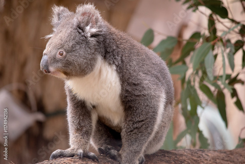 the Koala has a large round head, big furry ears and big black nose. Their fur is usually grey-brown in color with white fur on the chest, inner arms, ears and bottom.