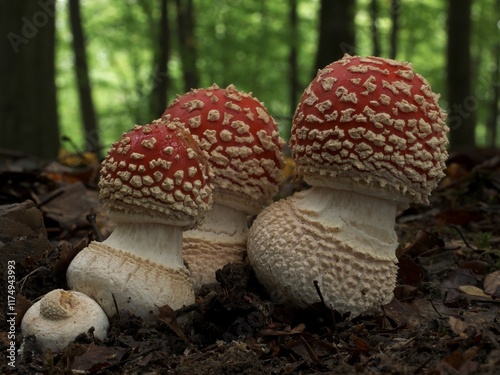 amanita muscaria red mushroom in the forest