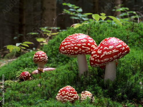 amanita muscaria fly agaric