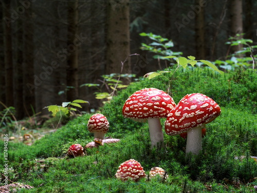 amanita muscaria fly mushroom