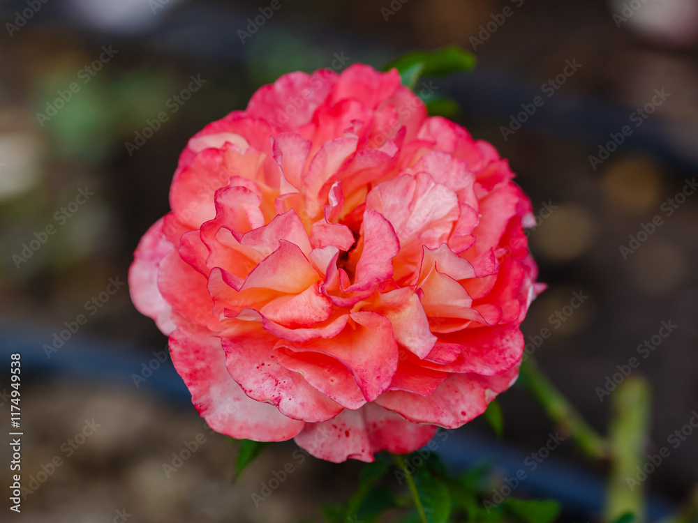 Fototapeta premium English rosa Abraham Darby (AUScot, Candy Rain, Country Darby) is blooms in garden. Growing roses in the garden.