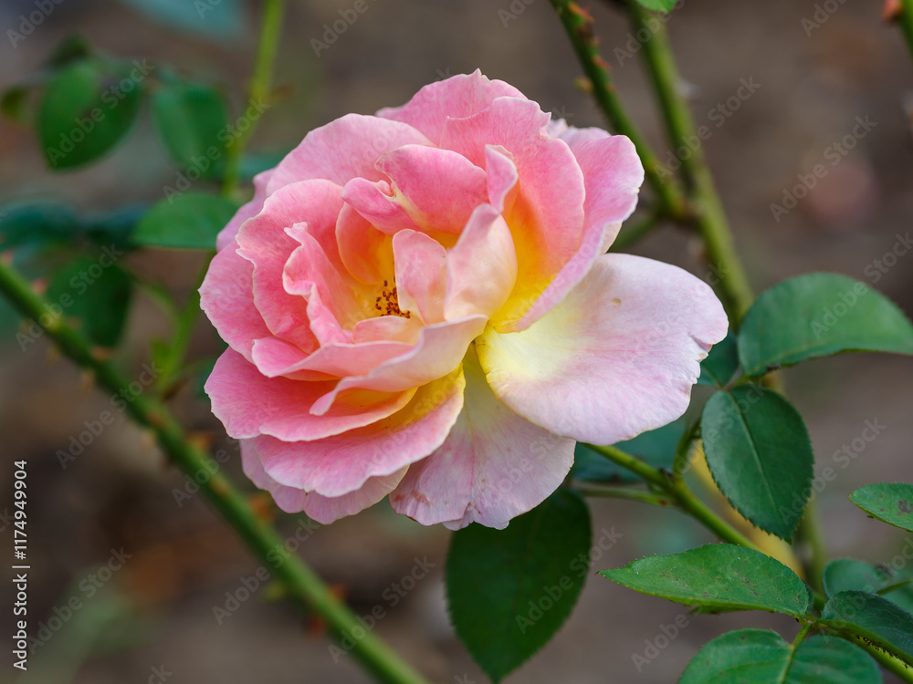 Rosa Elle (MEIbderos) is a hybrid tea rose variety. Growing roses in the garden. Rosa Elle (MEIbderos) is a hybrid tea rose variety. Growing roses in the garden.