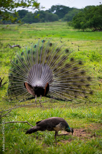 Peacock's Display: A unique perspective of a peacock's dazzling fan, as it courts gracefully in the lush wilderness. photo