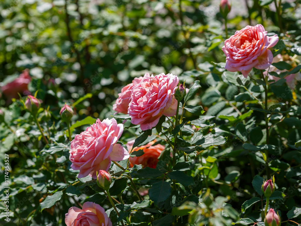 Fototapeta premium Rosa 'Jubilee Celebration' is a variety of English roses