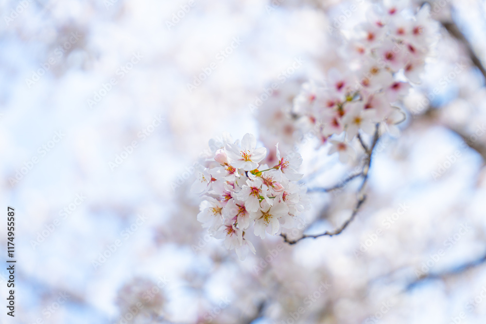 Naklejka premium 青空に広がる満開の桜