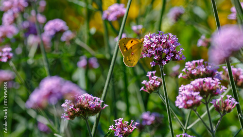 Verbena bonariensis ( Latin- Verbena bonariensis ) is a species of herbaceous plant of the genus Verbena of the Verbenaceae family. Verbena bonariensis is a bee-flendly plant