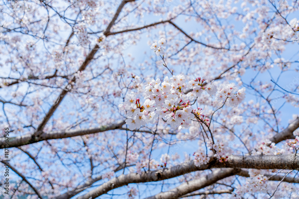 青空に広がる満開の桜 青空に広がる満開の桜