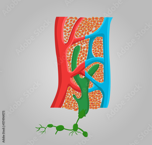 lymph vessels