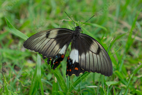 Female Orchard Butterfly with a tattered wing, resting on the grass
