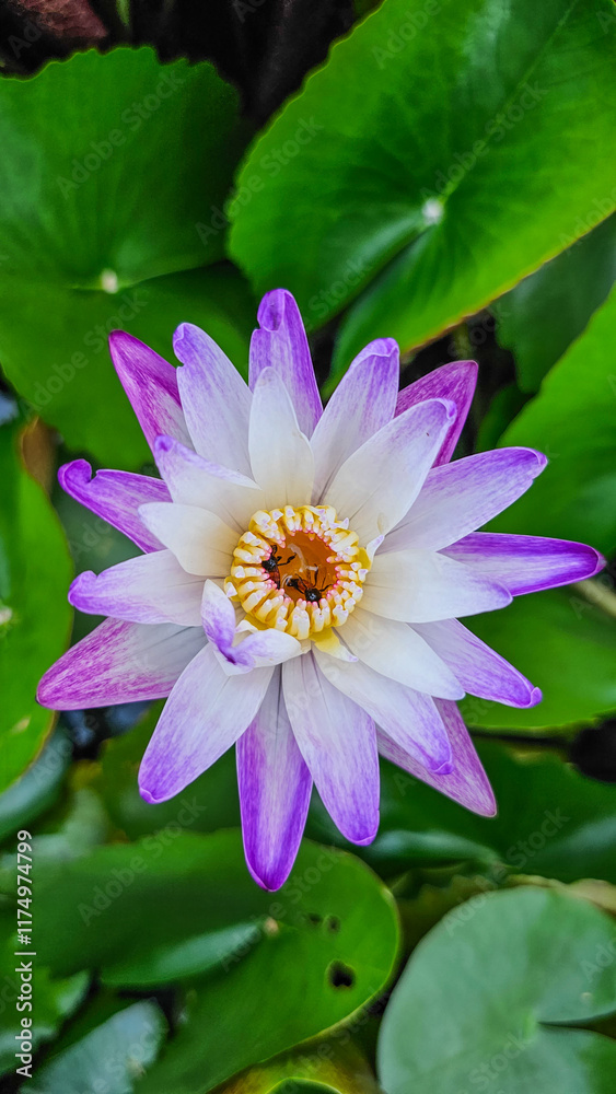 Purple Water Lilies and Temple Bells – Peaceful Scene in a Thai Buddhist Temple Purple Water Lilies and Temple Bells – Peaceful Scene in a Thai Buddhist Temple