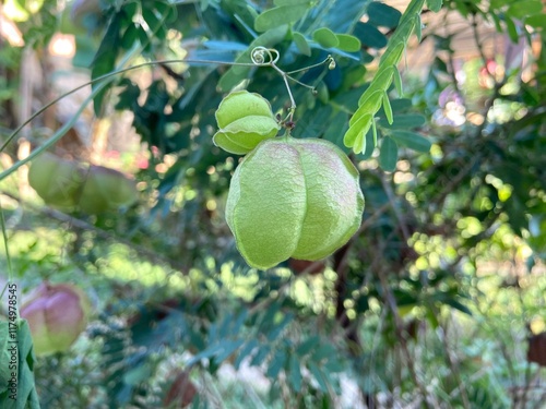 Cardiospermum halicacabum in the garden. photo