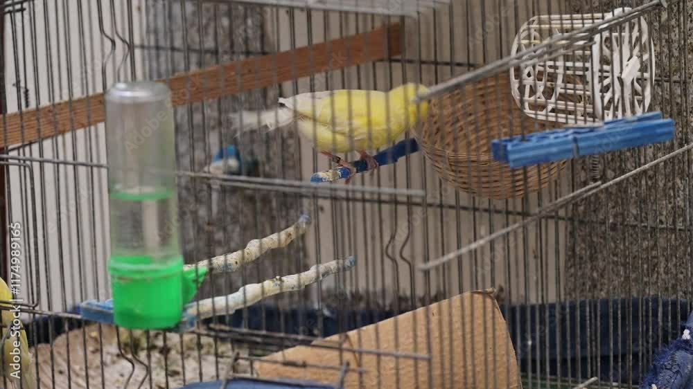 The beautiful birds yellow canary is building its nest Inside a Cage The beautiful birds yellow canary is building its nest Inside a Cage