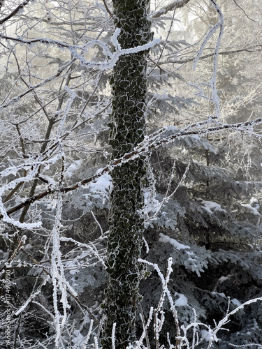 Tree with rime rime ice near Frinvillier, Bern canton, Switzerland photo