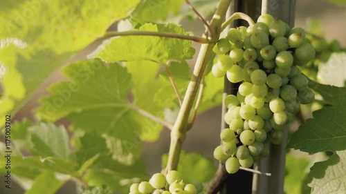 Wallpaper Mural Close-up of vibrant green grape clusters hanging on lush vines in a sunlit vineyard, showing organic farming for harvest, emphasizing sustainable agriculture and the journey of wine production. Torontodigital.ca
