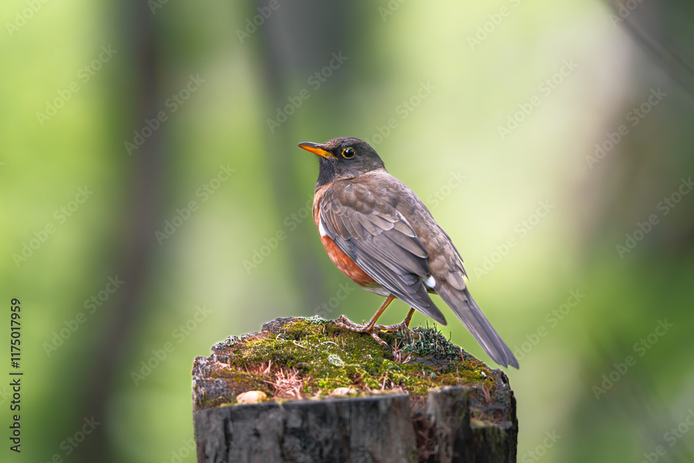 Brown-headed Thrush