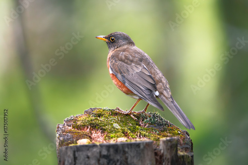 Brown-headed Thrush photo