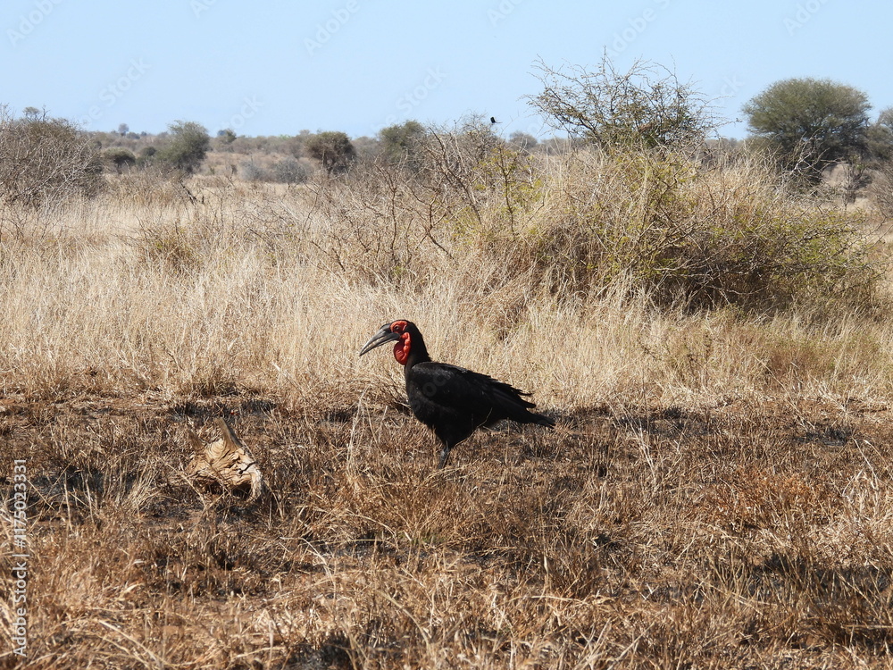 Fototapeta premium Game Reserves in SA 