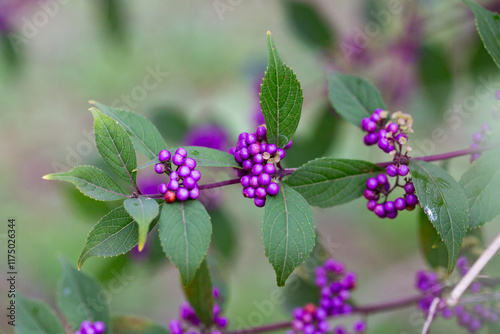 Beautiful Callicarpa bodinieri, or Bodinier's beautyberry, is a species of flowering plant in the genus Callicarpa of the family Lamiaceae. Close up. photo