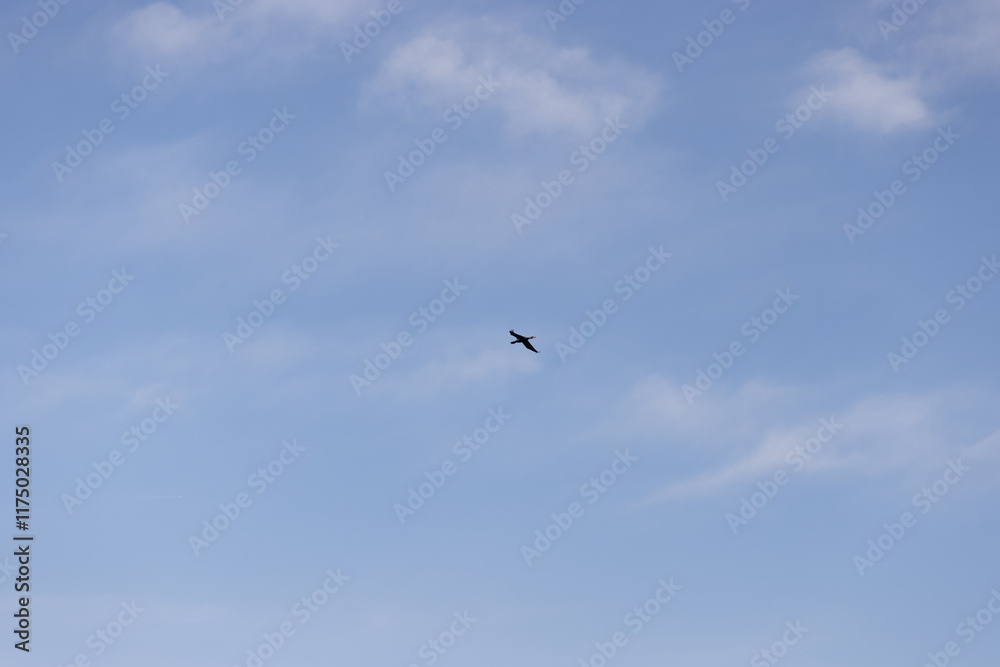 A lone bird soaring in the sky, silhouetted against a backdrop of soft, scattered clouds and a serene blue sky. The image captures the essence of freedom and the beauty of flight in nature. A lone bird soaring in the sky, silhouetted against a backdrop of soft, scattered clouds and a serene blue sky. The image captures the essence of freedom and the beauty of flight in nature.