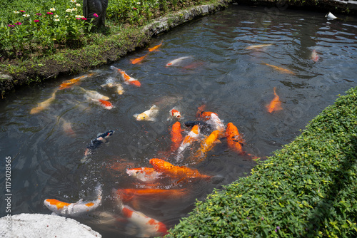 Bali, Indonesia - October 22, 2024:  Koi fish with black background, koi fish landscape photo