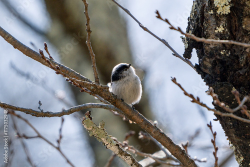 Long-tailed Tit