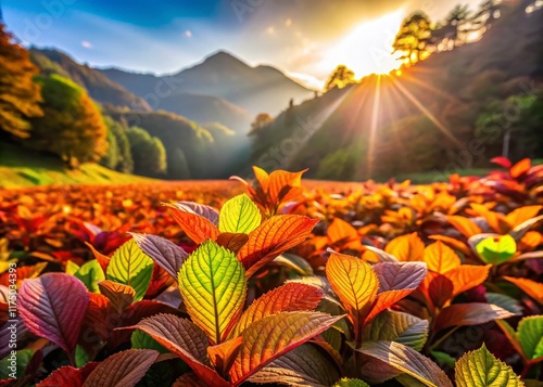 Panoramic View of Lush Deodeok Plants in Korean Farmland photo