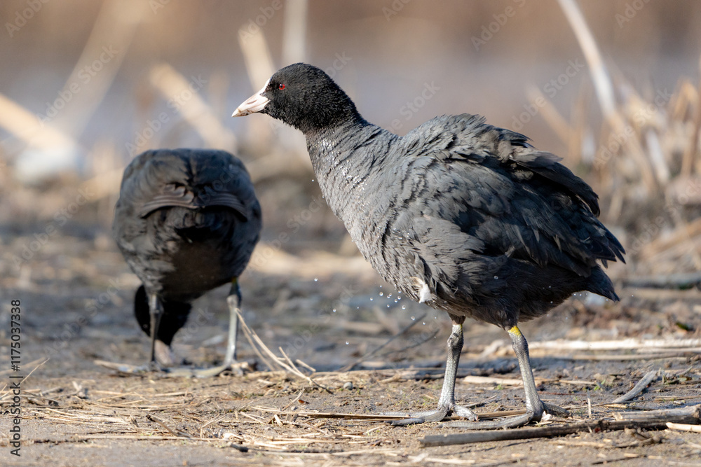 Eurasian Coot