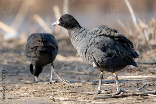 Obraz na płótnie Eurasian Coot w salonie