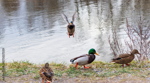 Close up shot of the ducks in the pond. Nature