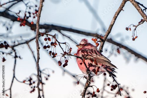 Obraz na płótnie Pallas's Rosefinch w salonie
