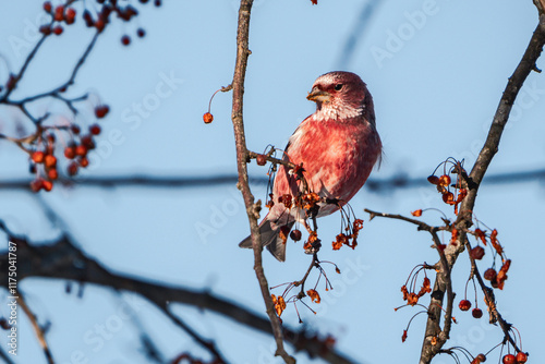 Pallas's Rosefinch