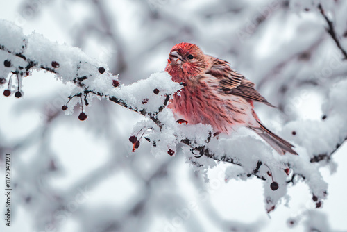Pallas's Rosefinch