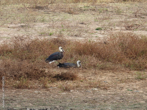 Game Reserves 3  photo