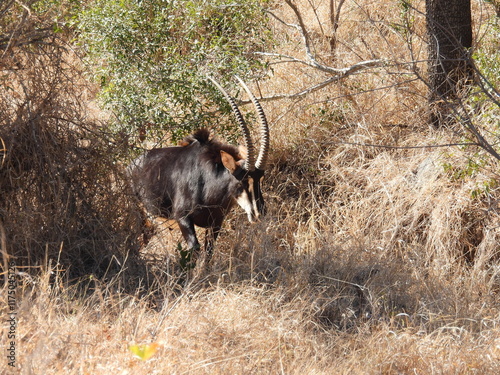 Game Reserves 3  photo