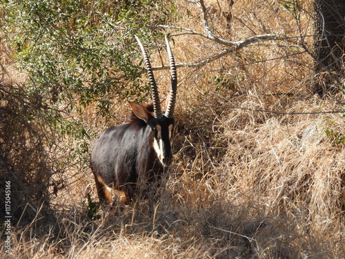 Game Reserves 3  photo