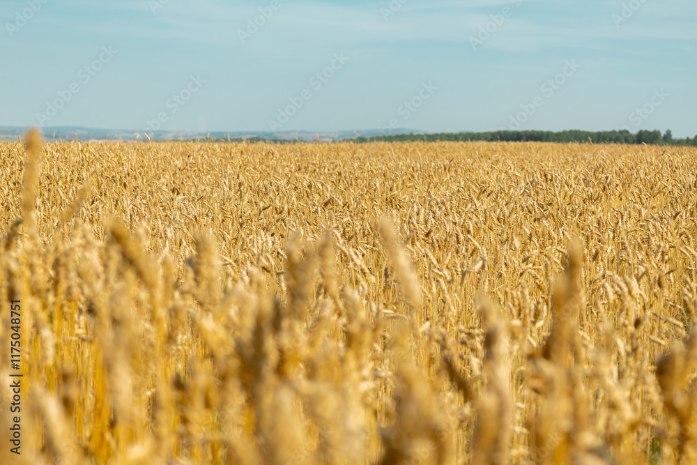 Fototapeta premium Golden wheat field stretches under a clear sky showcasing the abundance of harvest season in rural landscapes.
