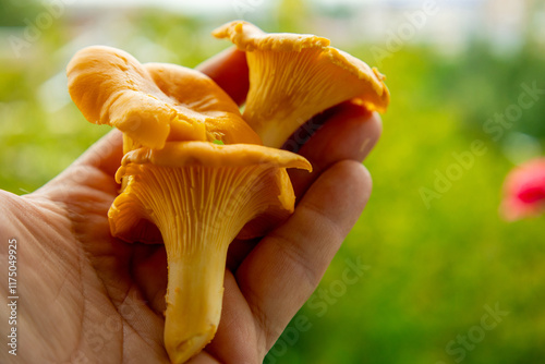 Hand holding fresh chanterelle mushrooms against a blurred green background during daylight.