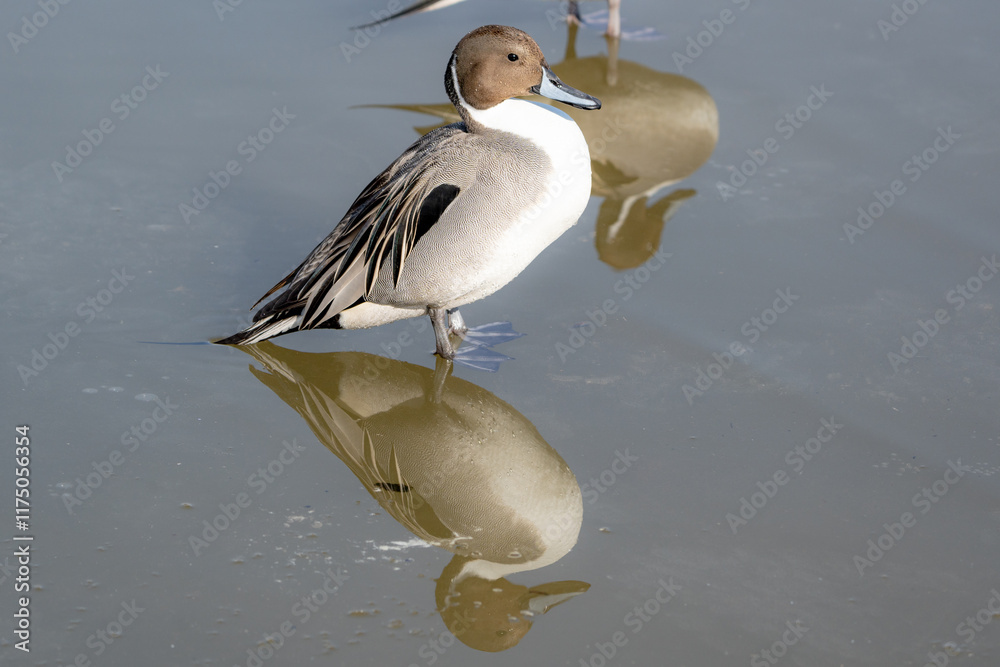 Northern Pintail