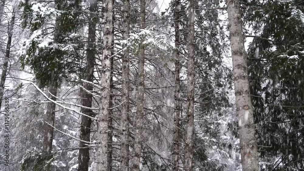 Neve sulla foresta