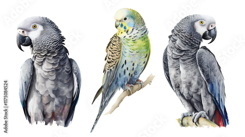 Colorful parrot illustrations showcasing african grey and budgerigar watercolor drawing